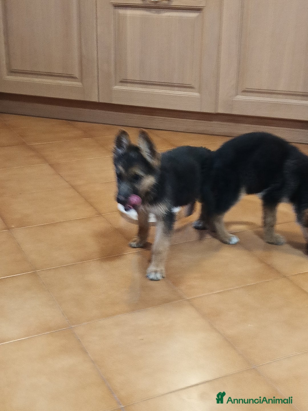 Pastore Tedesco cani in vendita: Pastore Tedesco  a Provincia di Caserta - Immagine 2