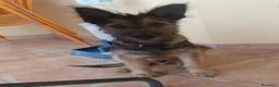 Meticcio cani in regalo: Mix spinoncino 14mesi kg12 SOS CASA GIARDINO.OLBIA - Annuncio 5