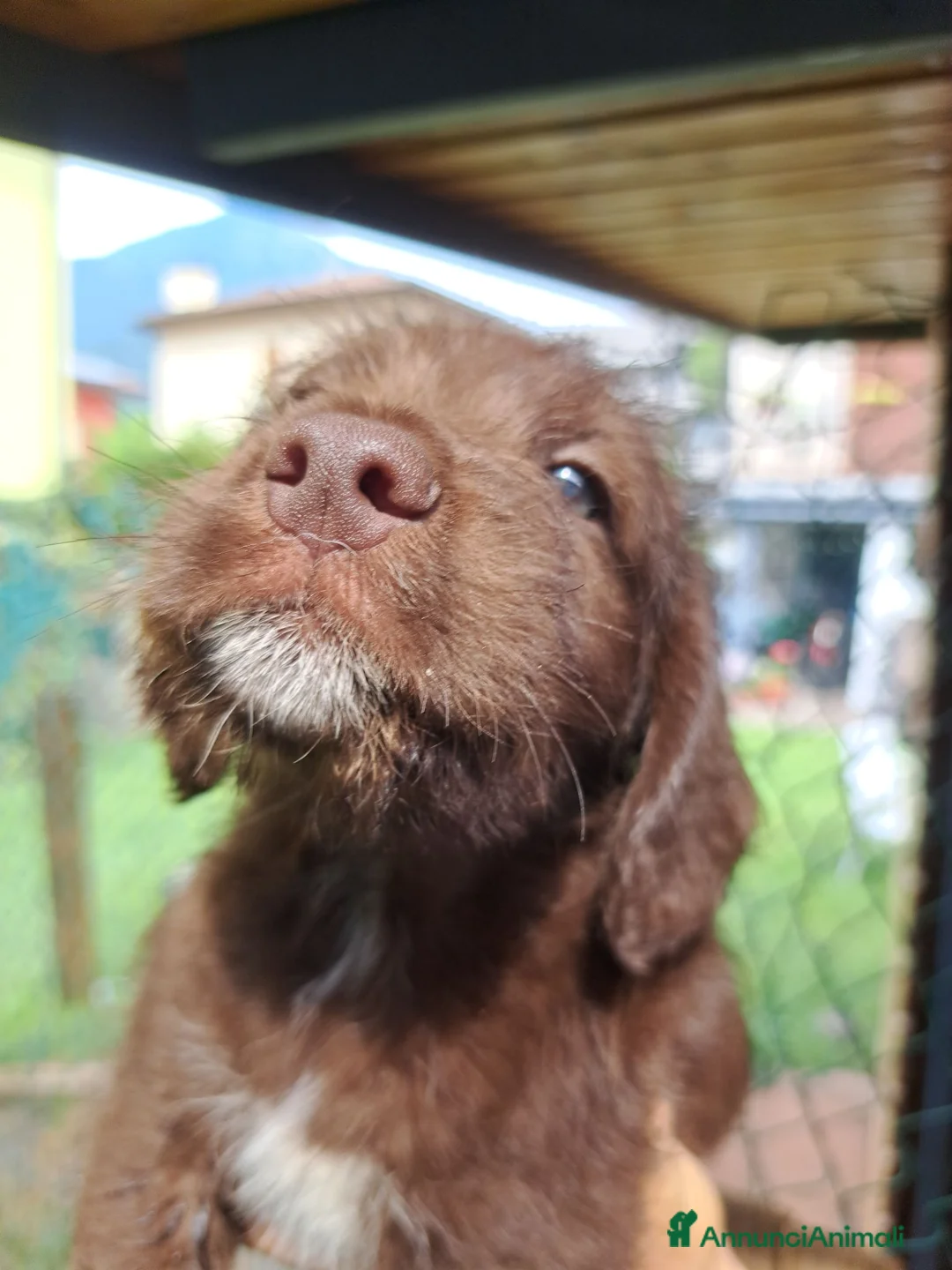 Lagotto cani in vendita: Cucciolata lagotto braccopointer - Annuncio 10