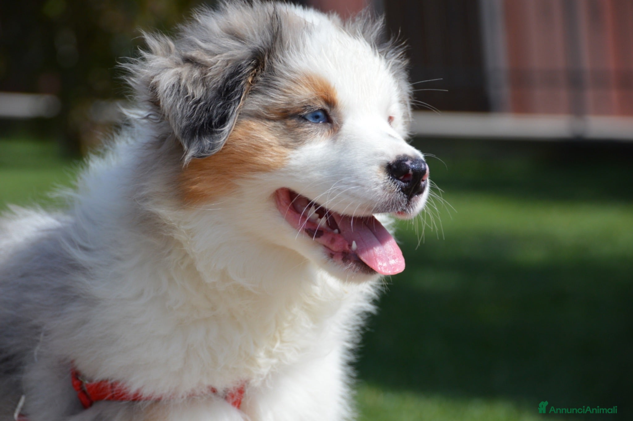 Australian Shepherd cani Cucciola Australian Shepherd  - Annuncio 5