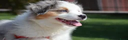 Australian Shepherd cani in vendita: Cucciola Australian Shepherd  - Annuncio 1