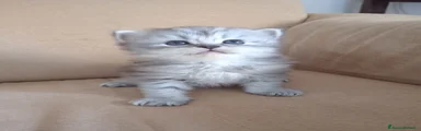 Albus