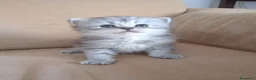 Persiano gatti in vendita: Cinque cuccioli di persiano - Annuncio 17