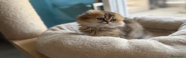 Scottish Gattino 2