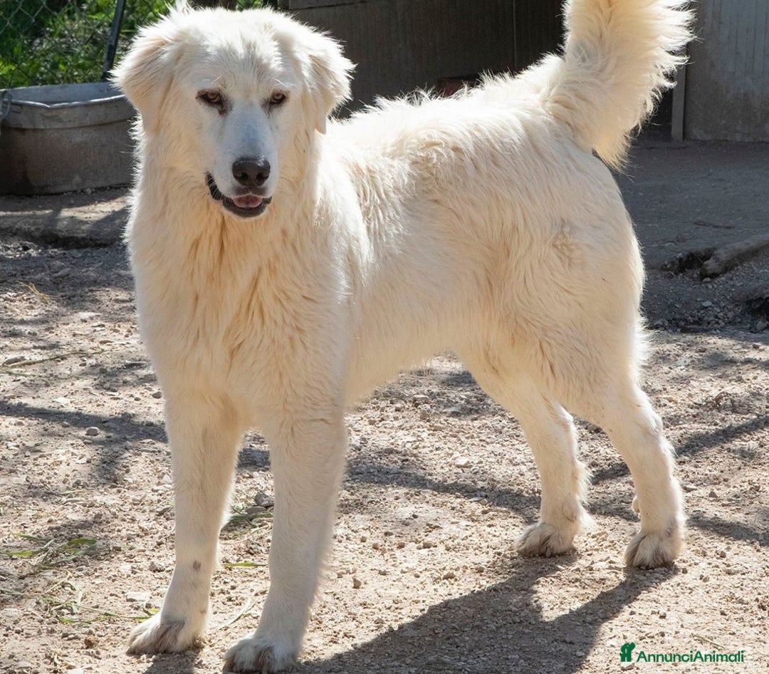 Meticcio cani in regalo: CORFU' CERCA FAMIGLIA a Città Metropolitana di Genova - Annuncio 5