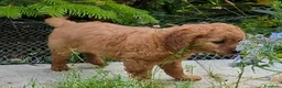 Cavapoo cani in vendita: Splendidi cuccioli di Cavapoo F1B a Città metropolitana di Milano - Annuncio 5