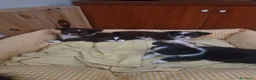 Chihuahua cani in vendita: Chihuahua a pelo lungo  - Annuncio 20