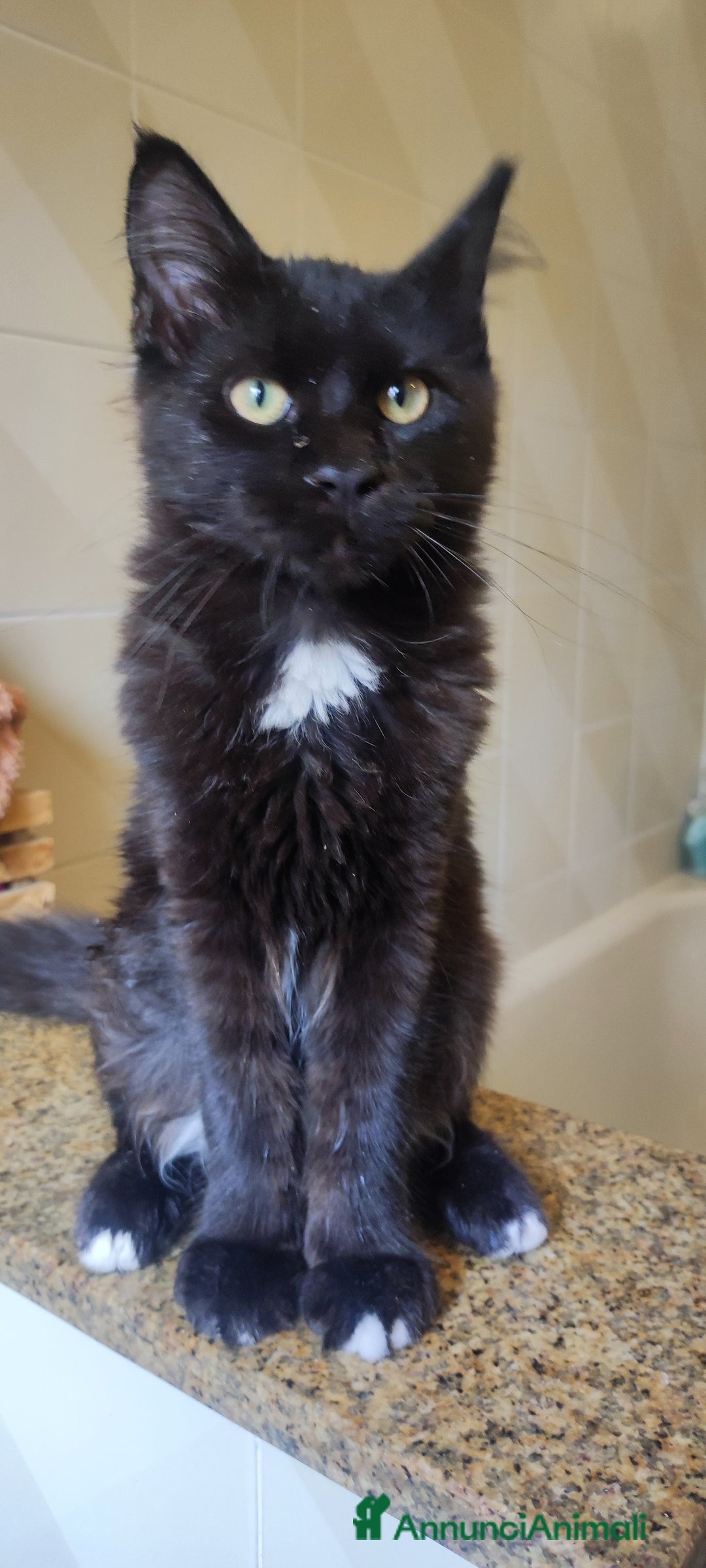 Norvegese gatti in vendita: Norvegese nero e calico - Annuncio 8