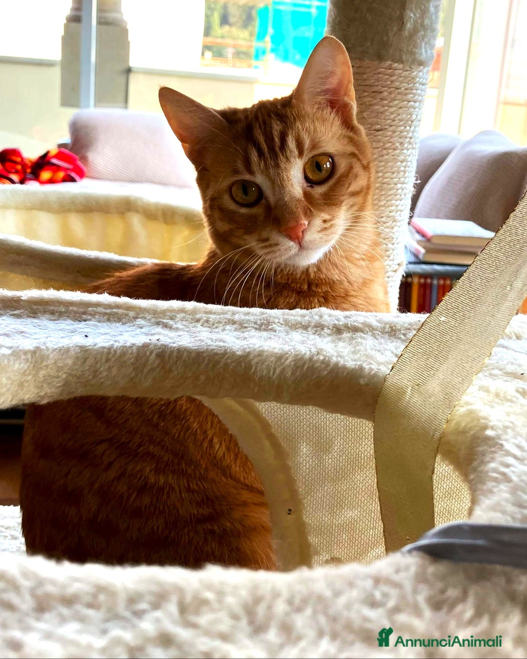 Europeo gatti in regalo: Petra e Miniato dolci rossini  - Annuncio 10