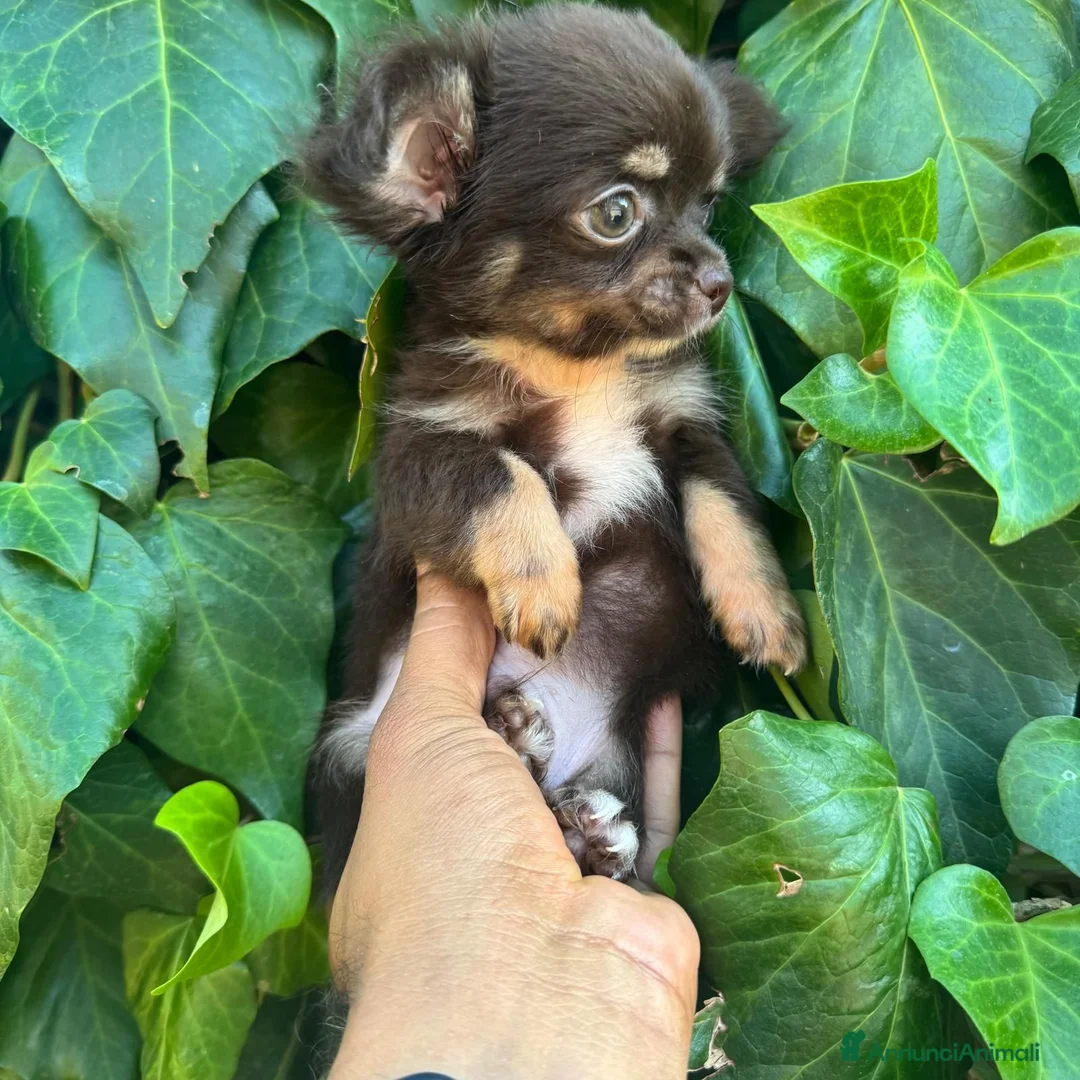Chihuahua cani in vendita: maschietto chihuahua pelo lungo pedigree enci  - Annuncio 2