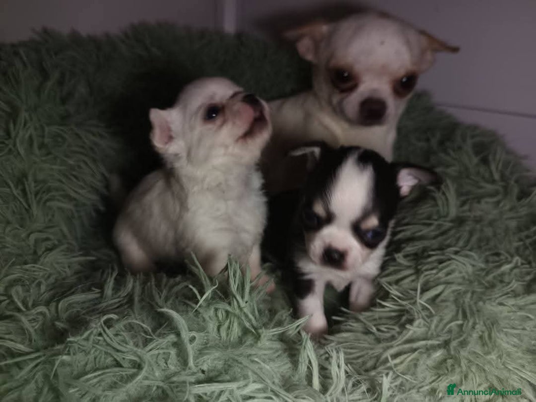 Chihuahua cani in vendita: Due piccoli Chihuahua, nati il 30 settembre 2025 - Annuncio 4