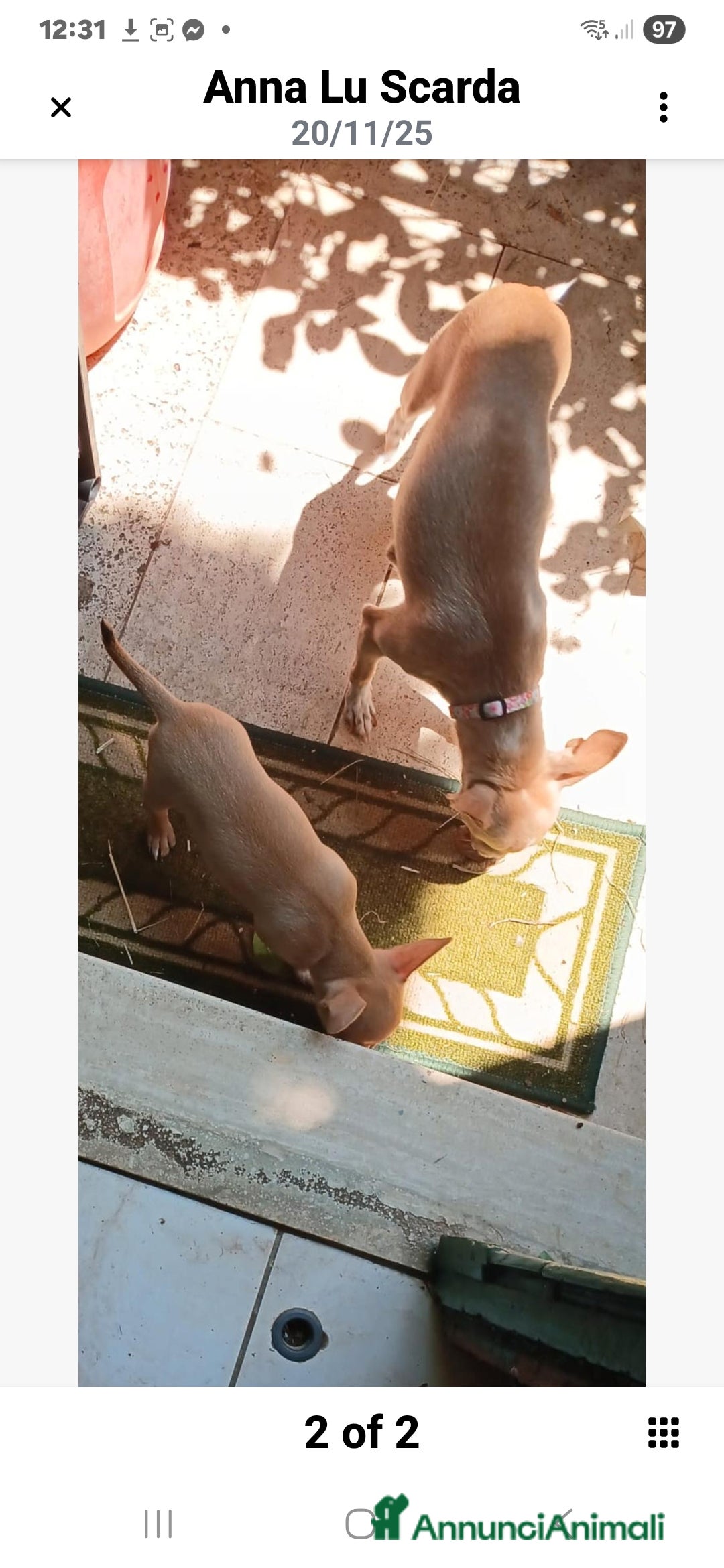 Chihuahua cani in vendita: Cuccioli di Chihuahua - Annuncio 19