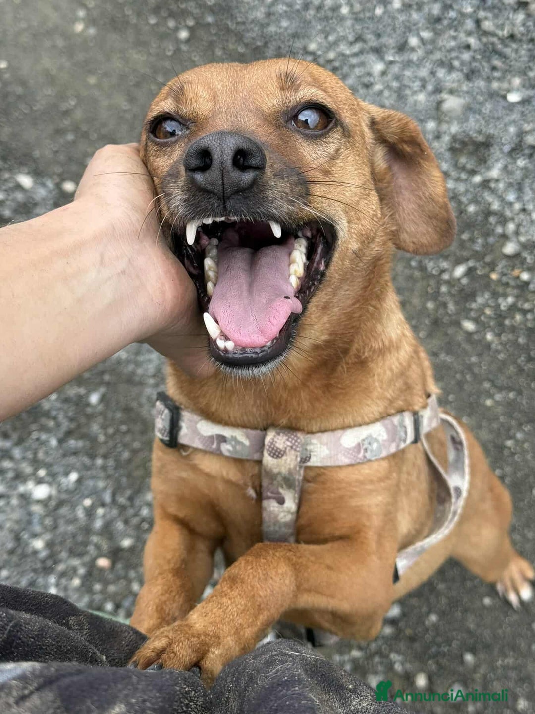 Meticcio cani in regalo: REDDY, nanetta piena di GIOIA! Taglia PICCOLA - Annuncio 3