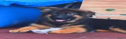 Pastore Tedesco cani in vendita: 🐾 Maschio di Pastore Tedesco a Pelo Lungo 🐾 - Annuncio 1
