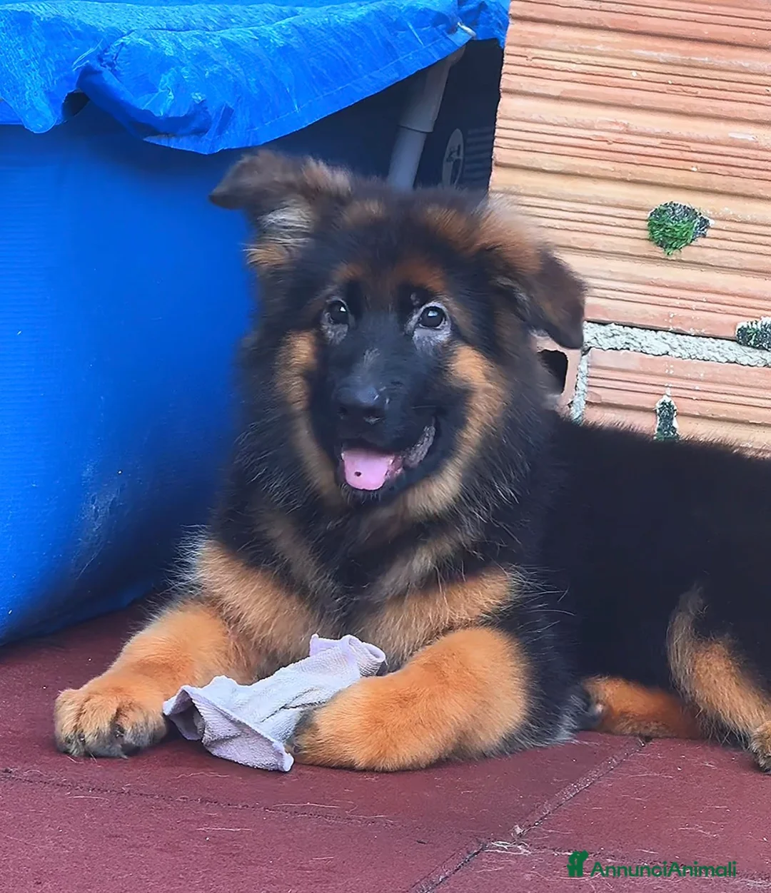 Pastore Tedesco cani in vendita: 🐾 Maschio di Pastore Tedesco a Pelo Lungo 🐾 - Annuncio 1