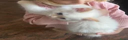Siberiano gatti in vendita: Disponili cuccioli siberiani! Occhi azzurri! - Annuncio 14