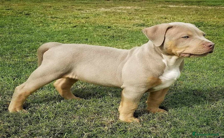 American Bully cani a Città Metropolitana di Torino - Annuncio 2