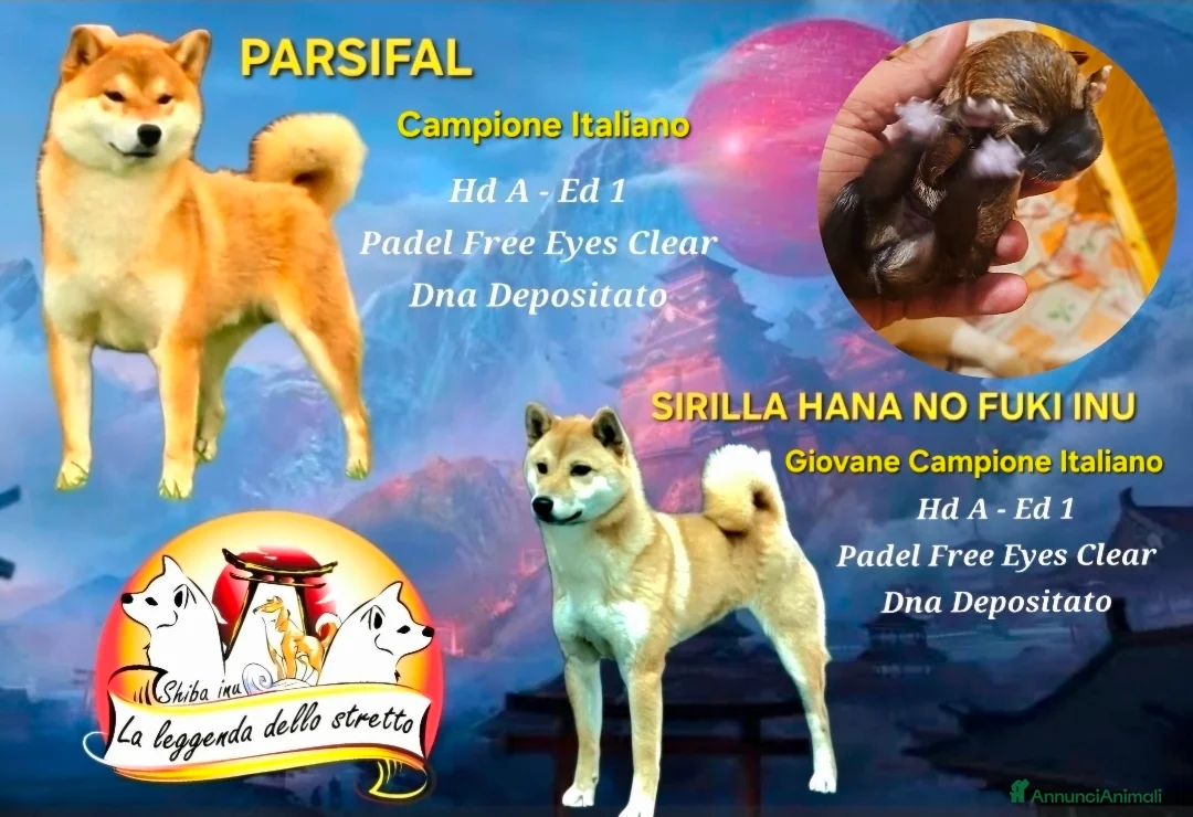 Shiba Inu cani in vendita: Shiba inu a Città metropolitana di Roma Capitale - Annuncio 2