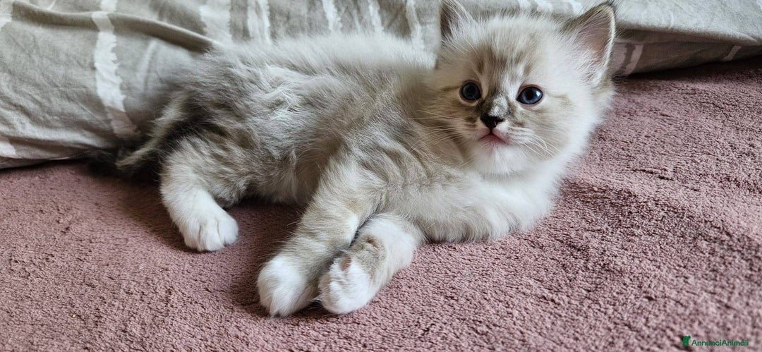 Ragdoll gatti in vendita: ANFI 2 cuccioli Ragodoll disponibili. Milano.. a Città metropolitana di Milano - Immagine 4