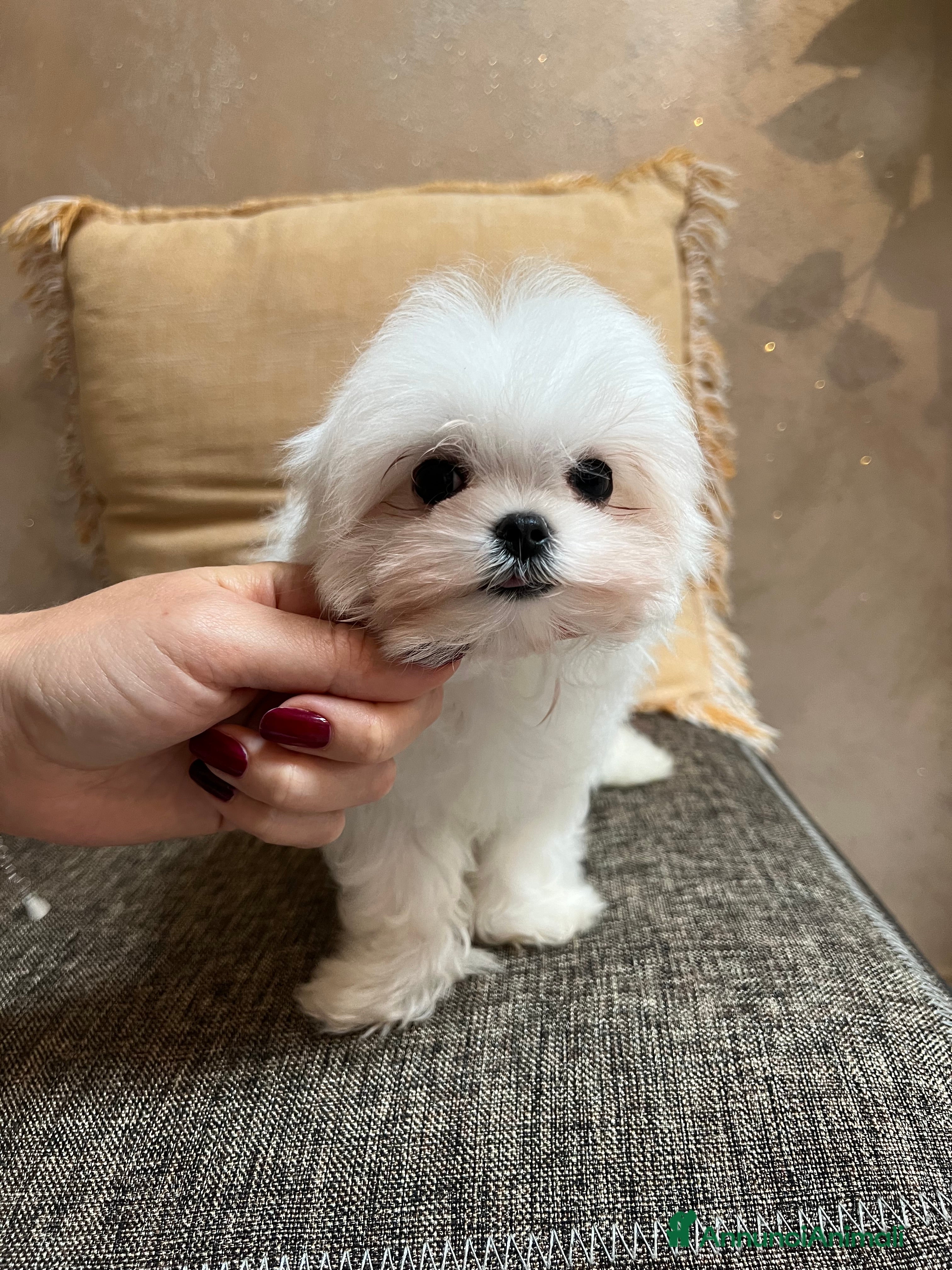 Maltese cani Maltese mini - Annuncio 1