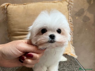Maltese cani Maltese mini - Annuncio 16