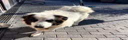 Meticcio cani in regalo: SIMBA ASPETTA SEMPRE UNA FAMIGLIA - Annuncio 4