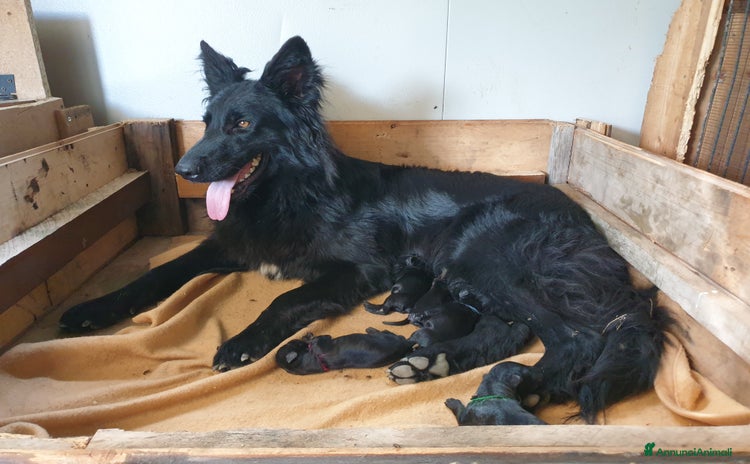 Pastore Tedesco cani a Provincia autonoma di Trento - Annuncio 4