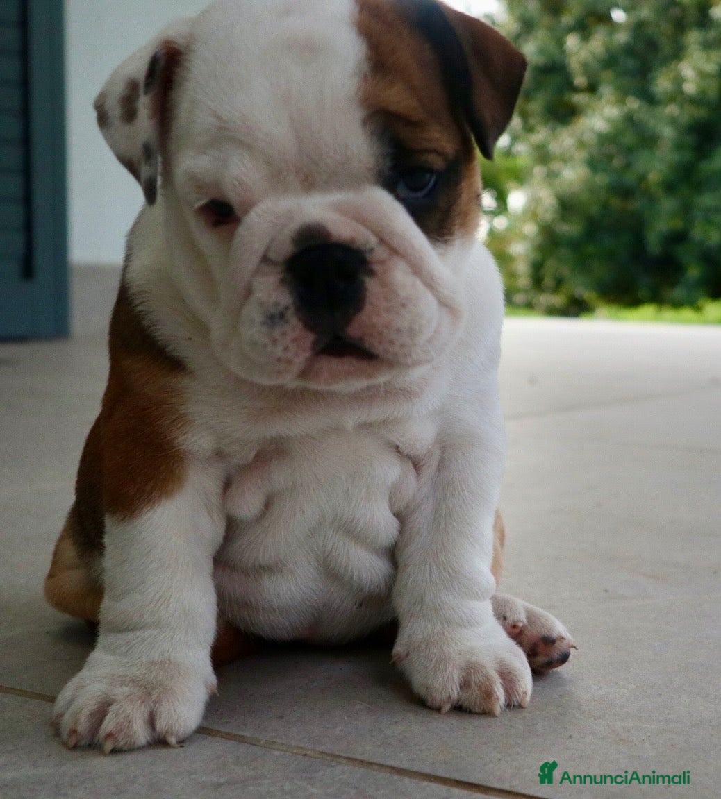 Bulldog cani Cuccioli Bulldog Inglese con Pedigree - Annuncio 27