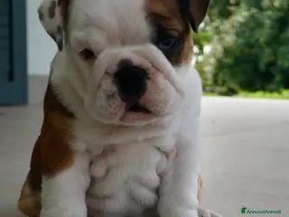 Bulldog cani Cuccioli Bulldog Inglese con Pedigree - Annuncio 27