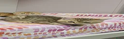 Scottish gatti in vendita: Cuccioli razza scottish straight e fold - Annuncio 5