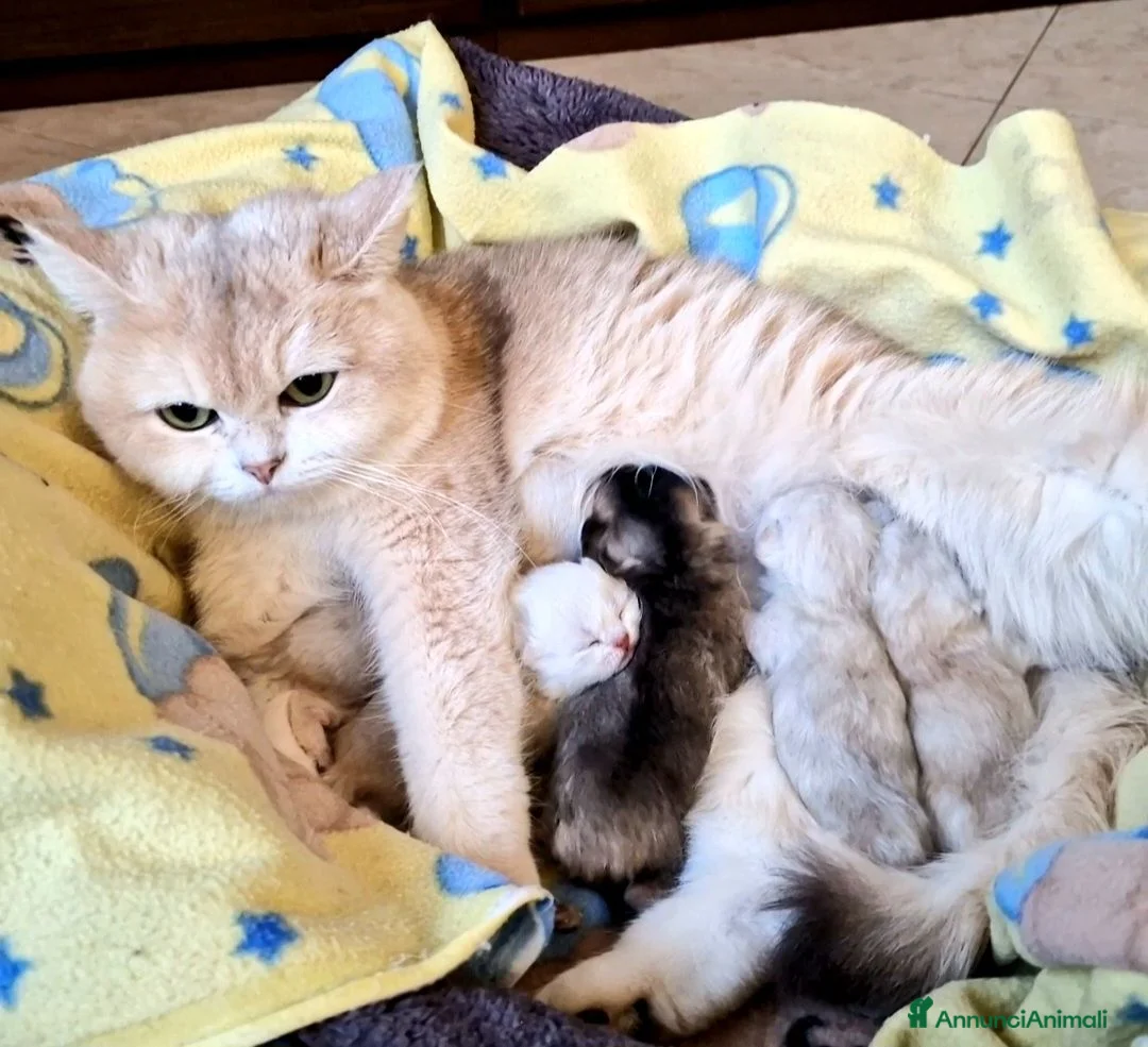 British gatti in vendita: British Longhair maschio Blue Golden Shell  - Annuncio 5