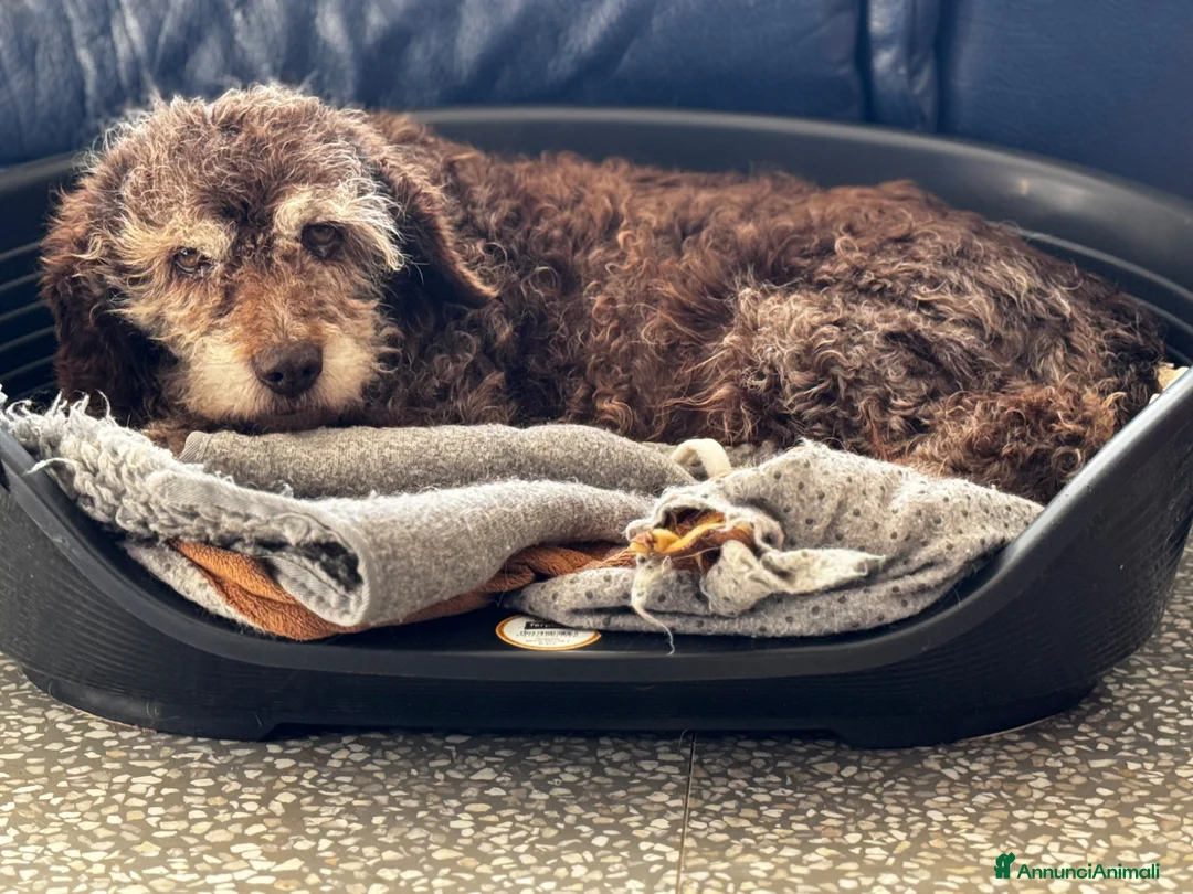 Lagotto cani in regalo: Nonnina 15 anni mix lagotto cerca famiglia - Annuncio 2