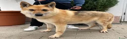 Meticcio cani in regalo: LUPA PASTORE TEDESCO - Annuncio 6