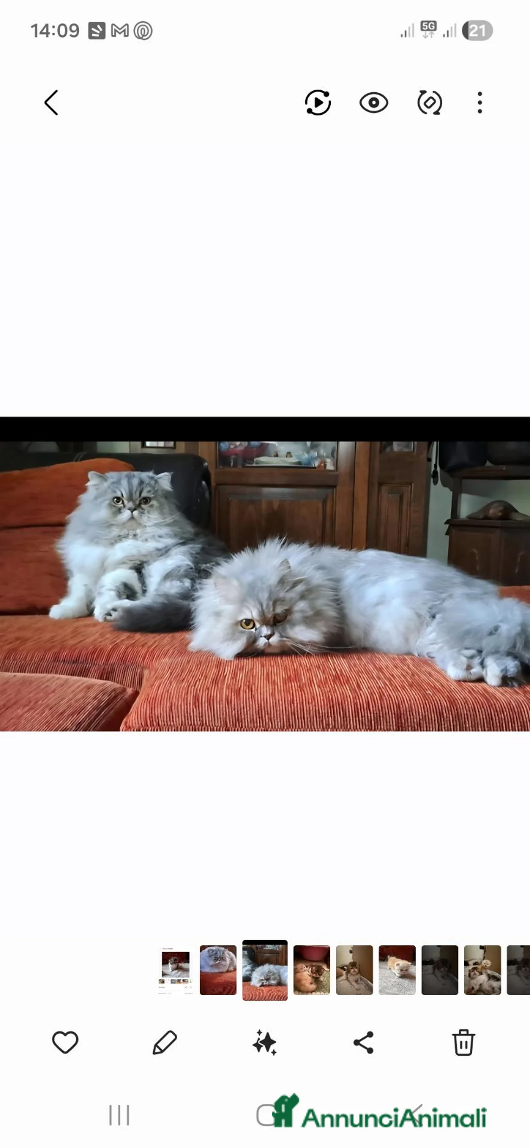 Persiano gatti in vendita: Gattini persiani  - Annuncio 2