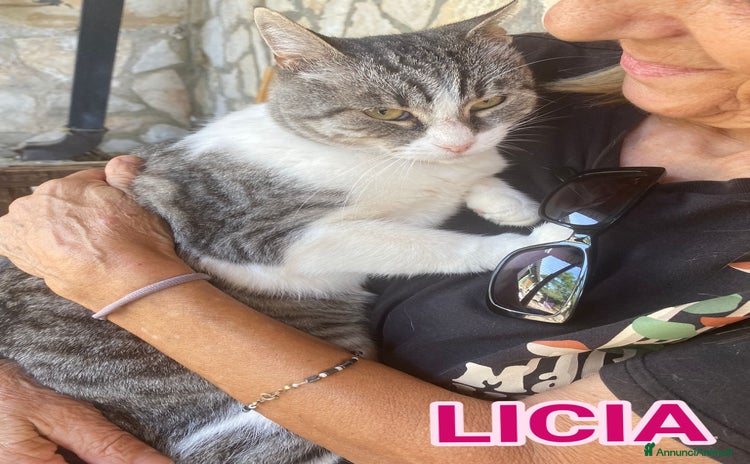 Europeo gatti LICIA, tenera micia in adozione! - Annuncio 16