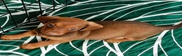 Bassotto cani in vendita: Cuccioli di bassotto nano  a Provincia di Salerno - Annuncio 2
