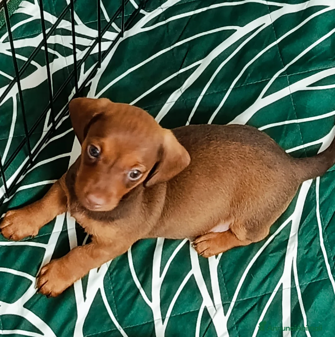 Bassotto cani in vendita: Cuccioli di bassotto nano  a Provincia di Salerno - Annuncio 2