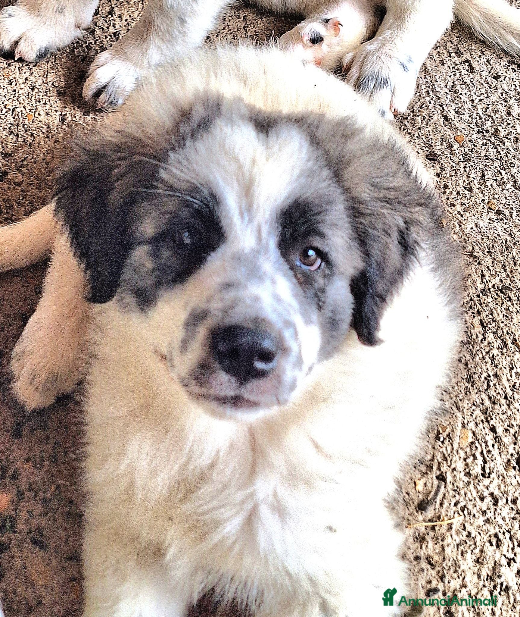 Meticcio cani Cucciola femmina bianca con sfumature grigio-nere  - Annuncio 5