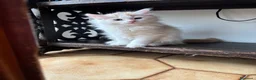 Siberiano gatti in vendita: Noralee gattina siberiana ipoallergenica - Annuncio 12