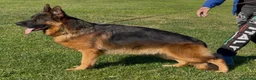 Pastore Tedesco cani in vendita: Super cuccioli alta genealogia - Annuncio 7