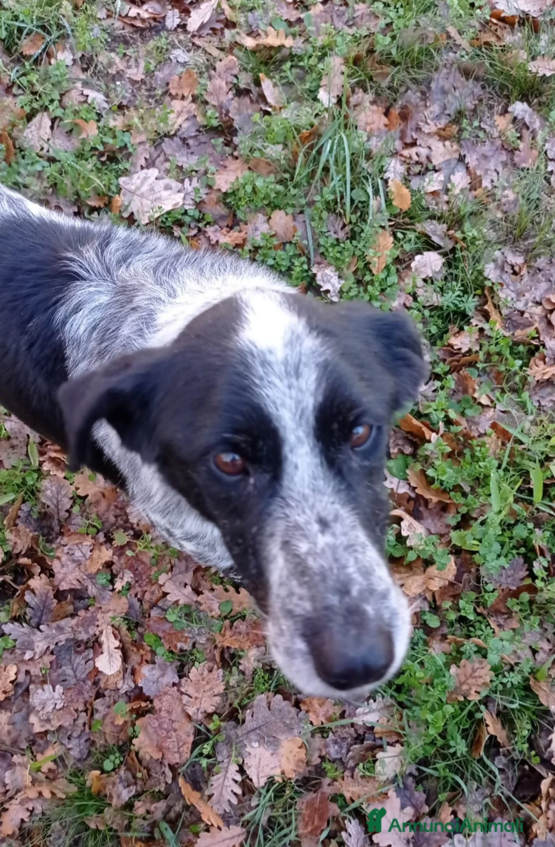 Meticcio cani in regalo: 12anni kg12/12 x 8anni in 1lager!! SOS CASA LAZI9 a Città metropolitana di Milano - Annuncio 3