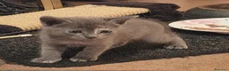 Europeo gatti in regalo: GATTINE 2 MESI - Annuncio 1