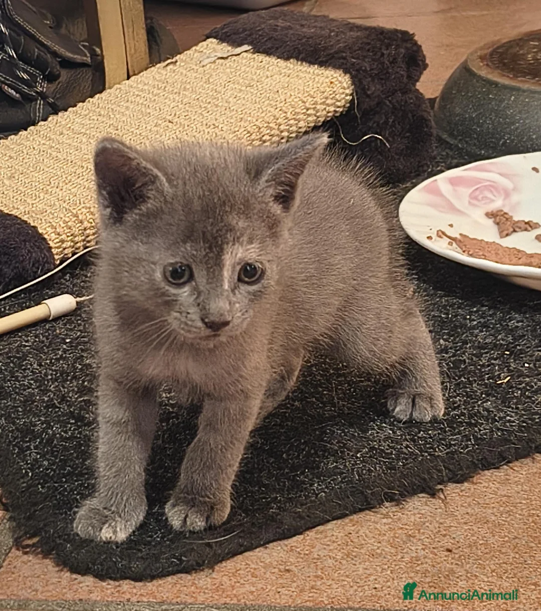 Europeo gatti in regalo: GATTINE 2 MESI - Annuncio 1