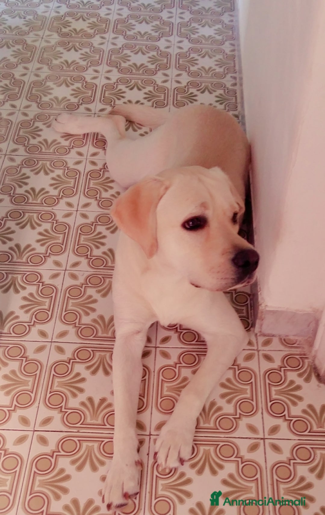 Labrador cani in regalo: Labrador Retriever  - Annuncio 3