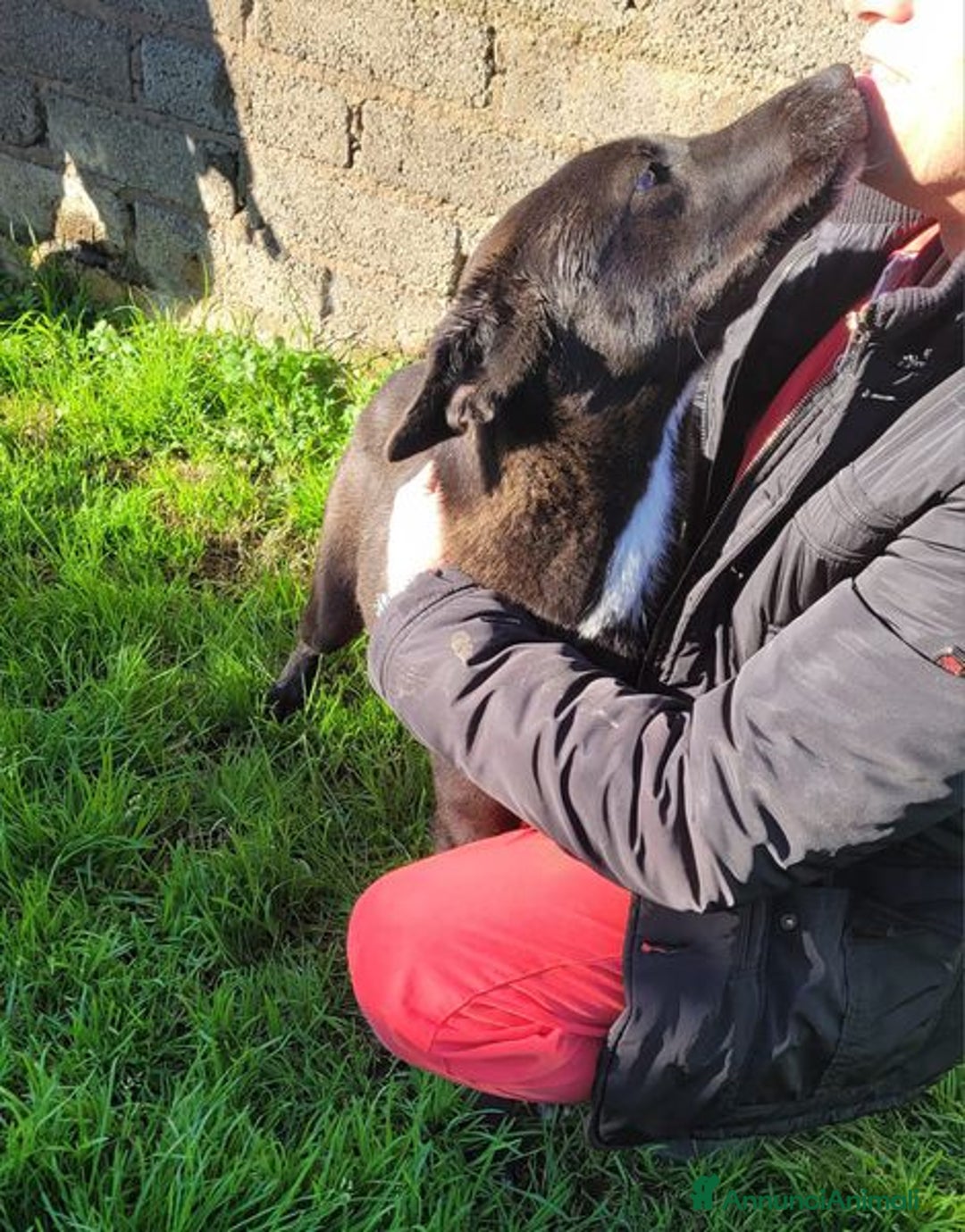 Labrador cani in regalo: Bibbi' la gioia del suo essere ti prende il cuore - Annuncio 6