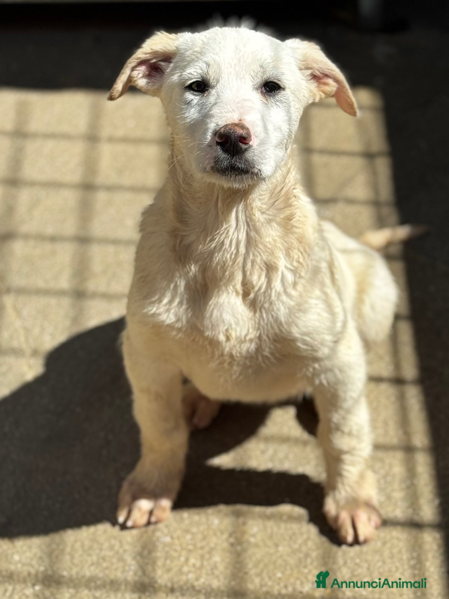 Meticcio cani Luna 4 mesi taglia media socievole - Annuncio 13