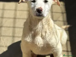 Meticcio cani Luna 4 mesi taglia media socievole - Annuncio 13
