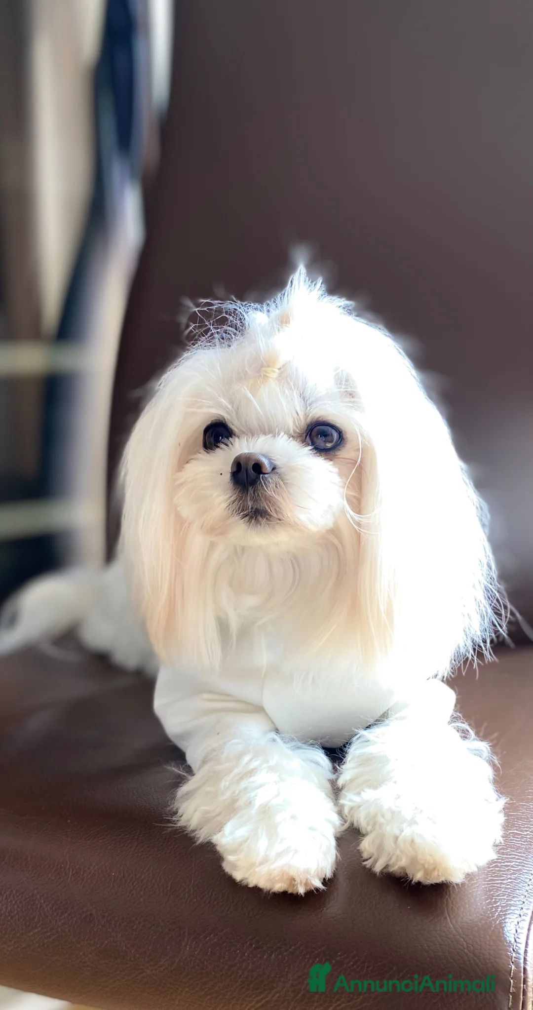 Maltese cani in vendita: Cucciolo di maltese con pedigree ENCI  - Annuncio 6