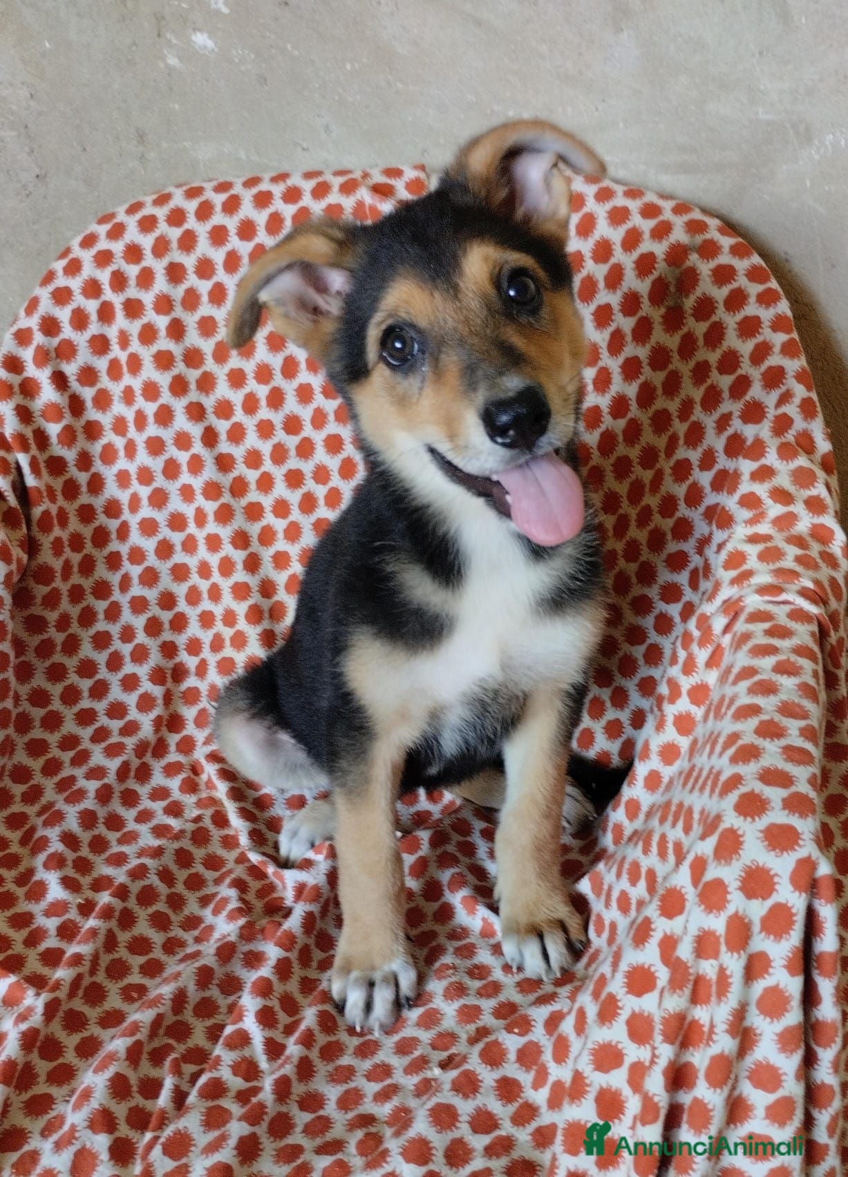 Meticcio cani TANTI CUCCIOLI SOLI  - Annuncio 36