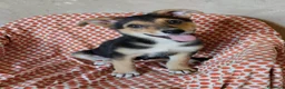 Meticcio cani in regalo: TANTI CUCCIOLI SOLI  a Provincia di Vicenza - Annuncio 1